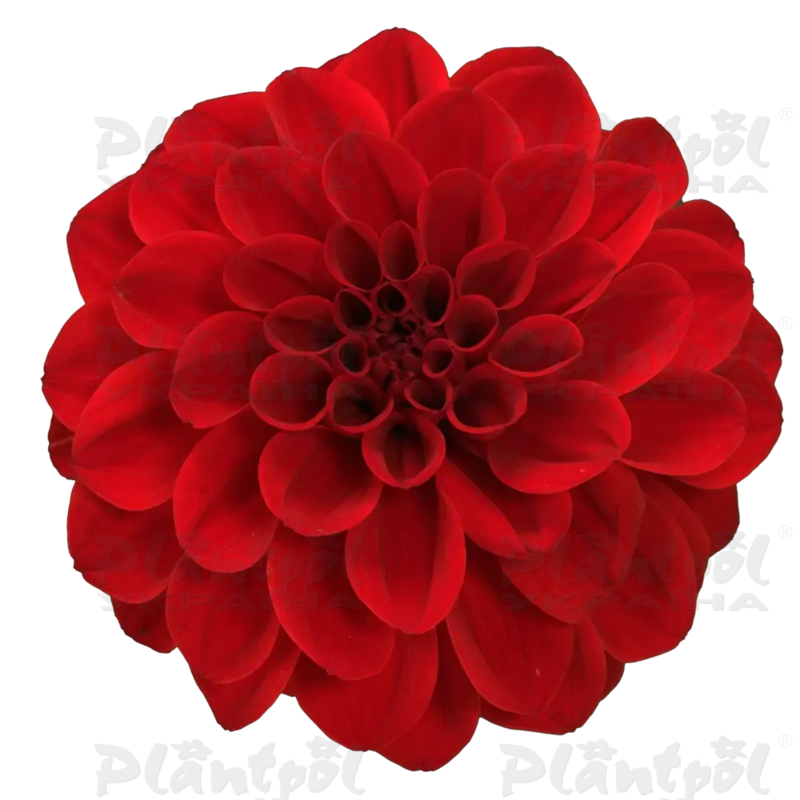 Жоржина Dalina Maxi Red