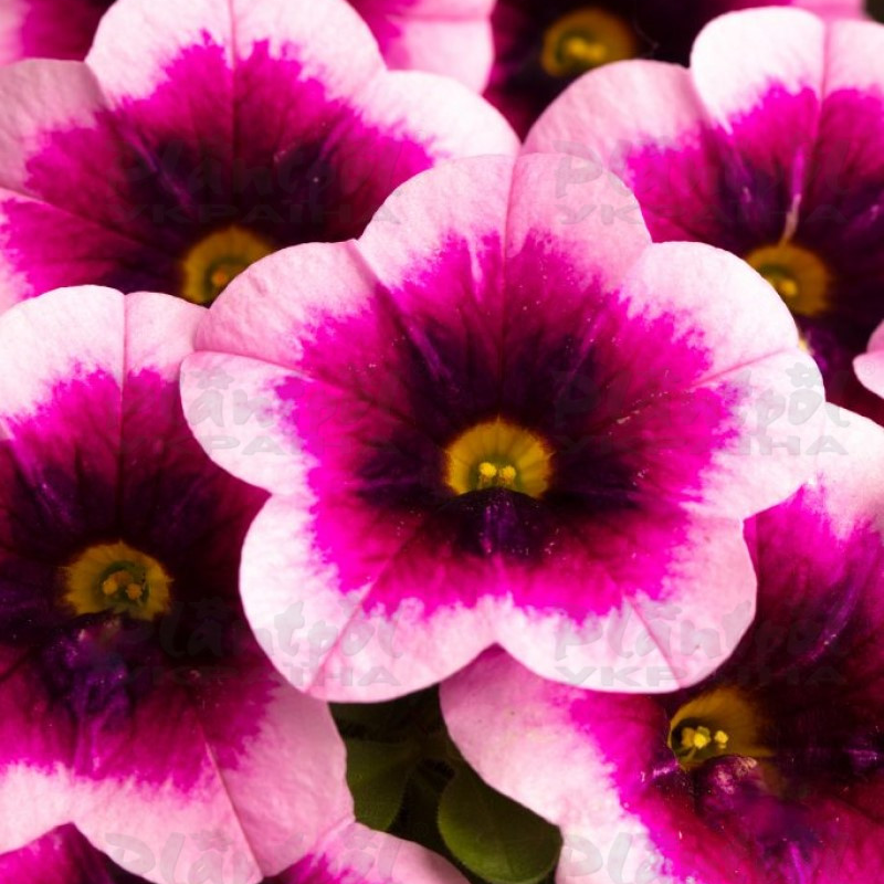 Калібрахоа Superbells Mirage