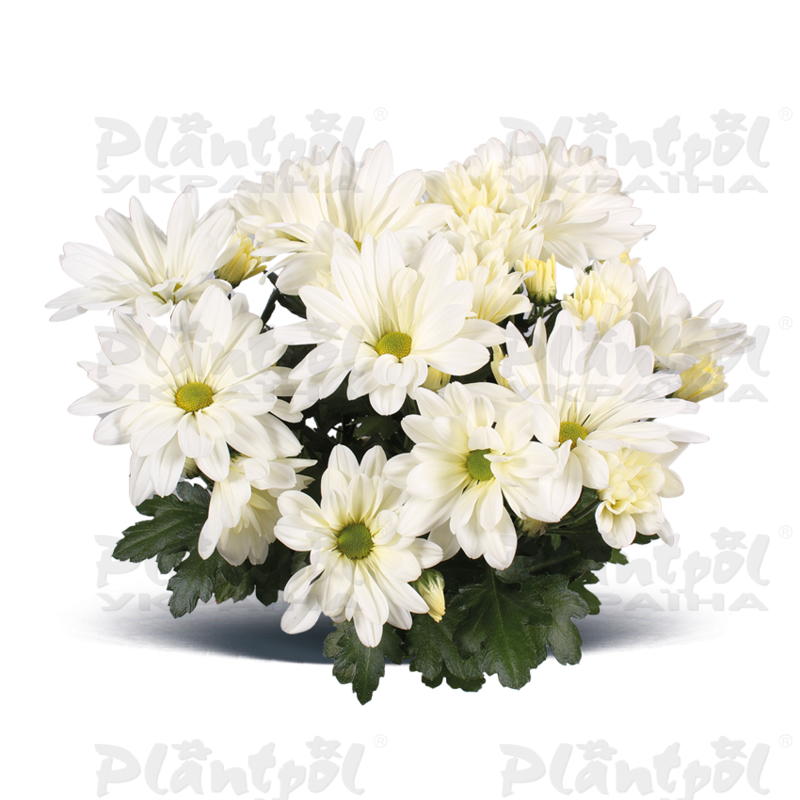Хризантема середньоквіткова горшкова Jackson  White