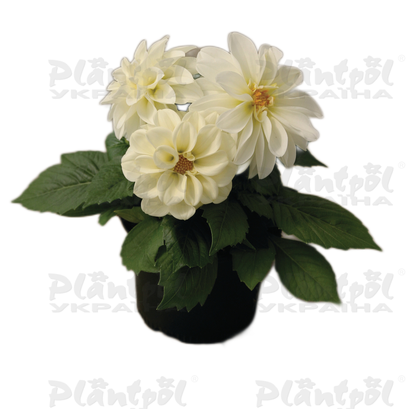 Жоржина Dahlietta Blanca (128 палета/Florensis)