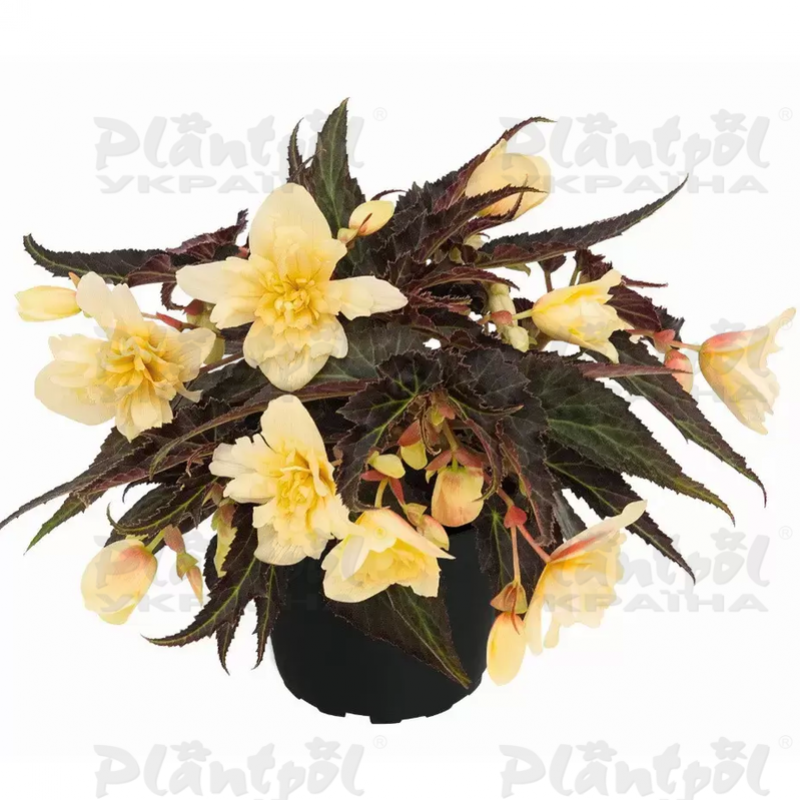 Бегонія Summerwings Double Cream