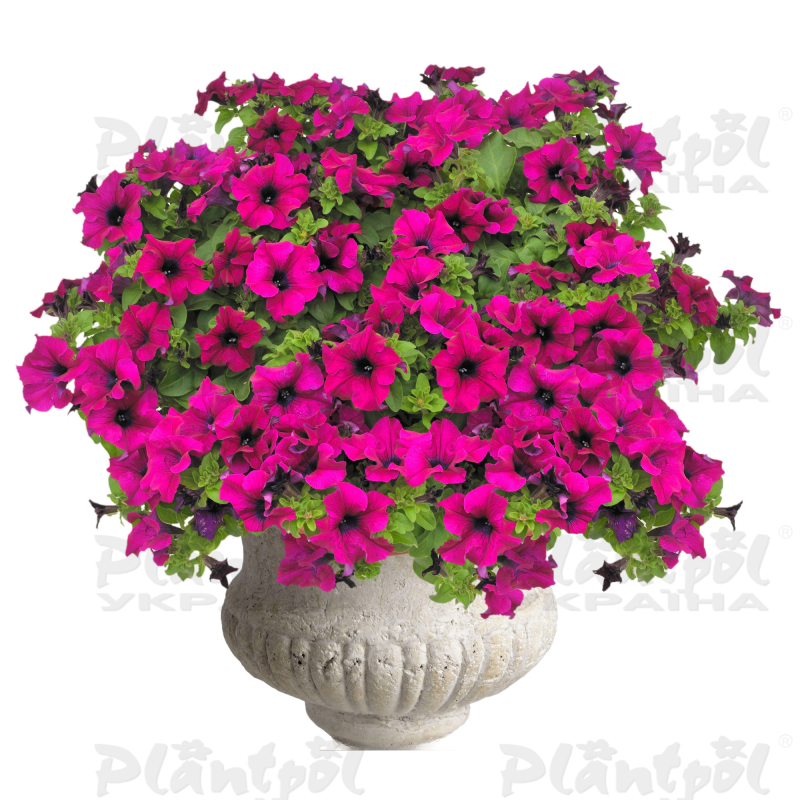 Петунія Surfinia Giant Purple