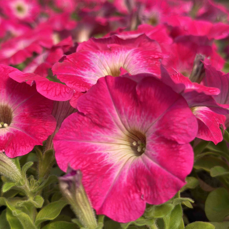 Петунія Surfinia Rose Morn