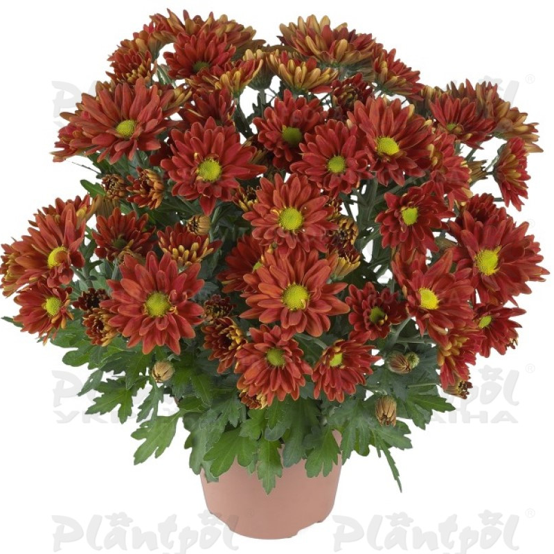 Хризантема середньоквіткова горшкова Breeze Dark Bronze (Vitroflora)