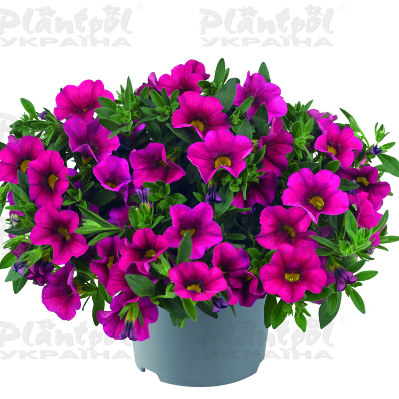 Калібрахоa Cabaret Early Hot Rose