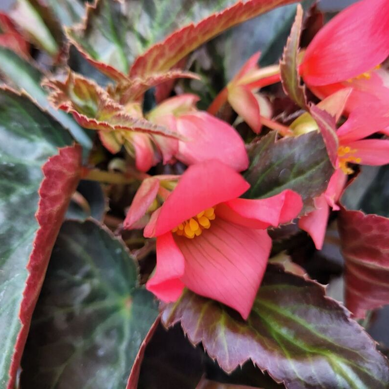 Бегонія Summerwings Coral Dark Elegance