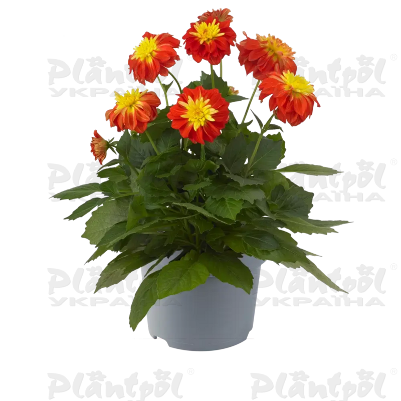 Жоржина Dalina Maxi Fire Ball