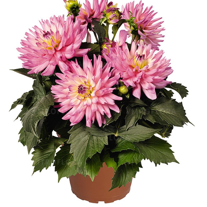 Жоржина XXL Veracruz