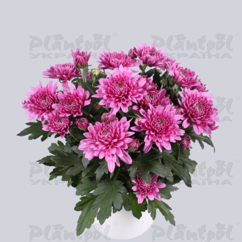 Хризантема середньоквіткова горшкова Da Vinci Purple