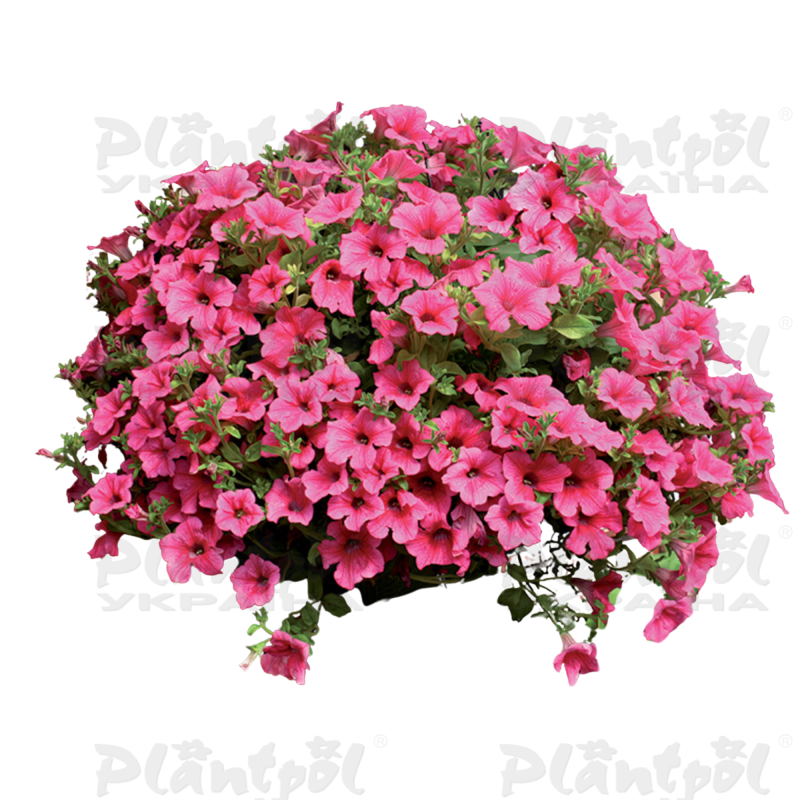 Петунія Surfinia Hot Pink