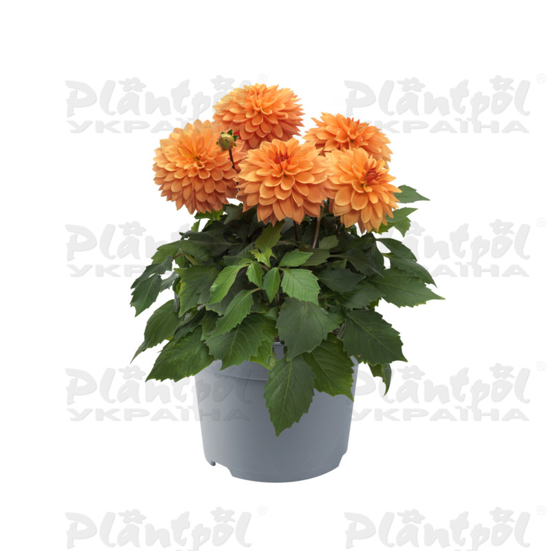 Жоржина Dalina Maxi Apricot