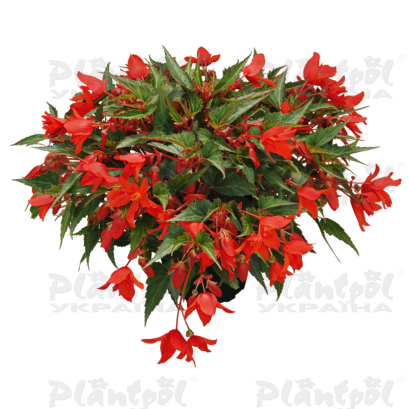 Бегонія Summerwings Coral Elegance