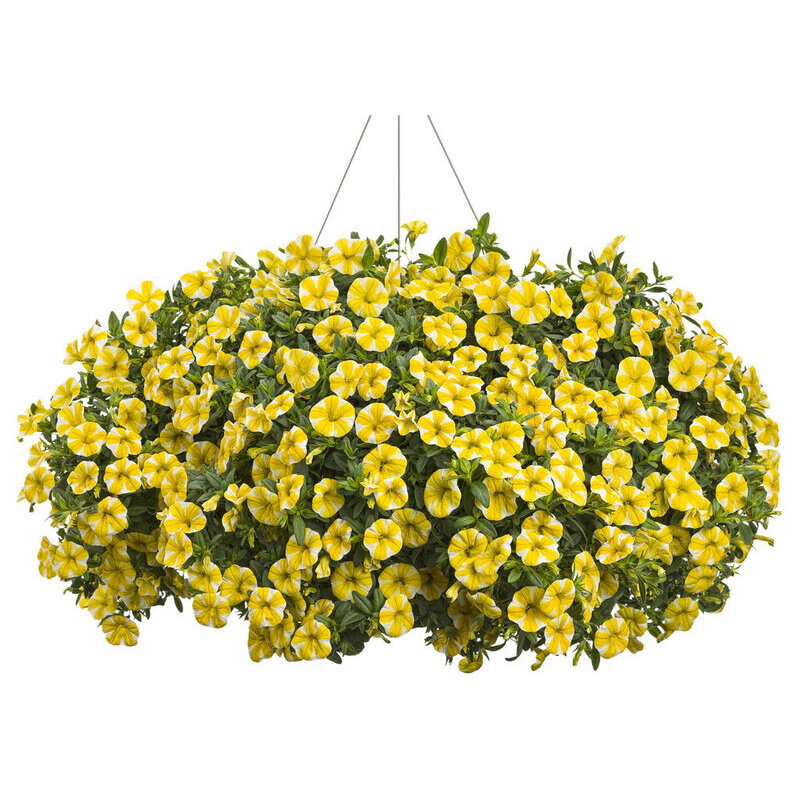 Калібрахоа Superbells Lemon Slice