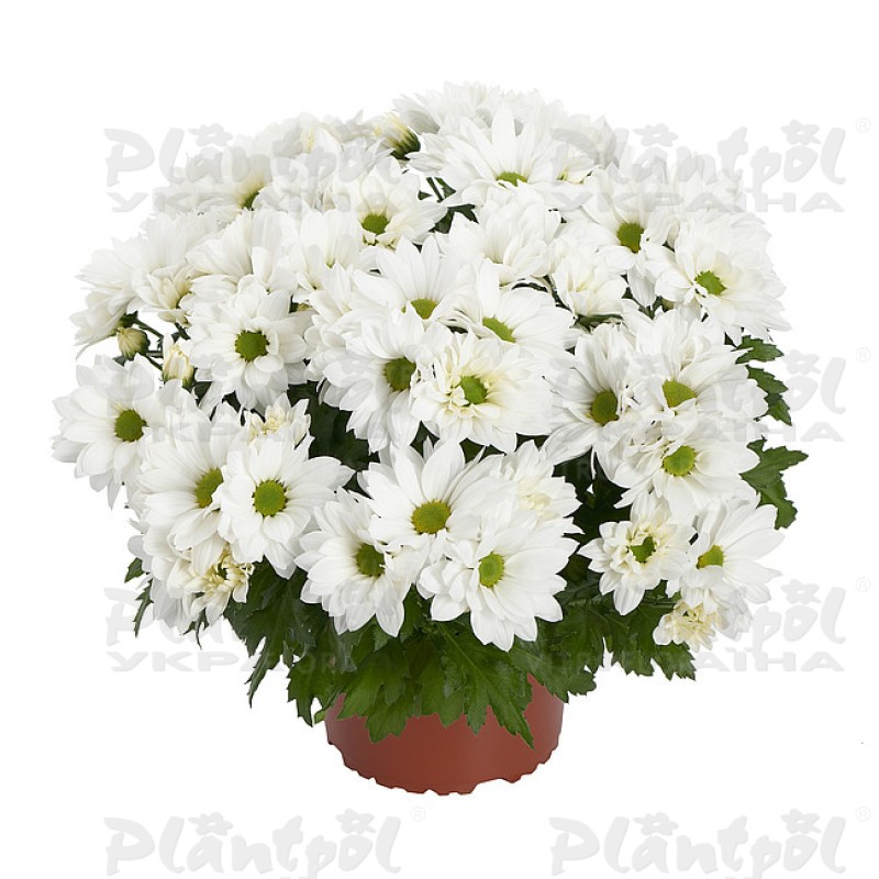Хризантема середньоквіткова горшкова Alpine Time (Vitroflora)