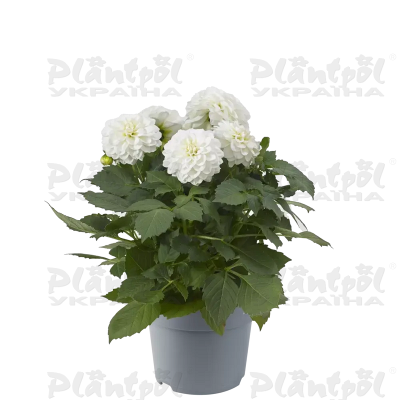 Жоржина Dalina Maxi White