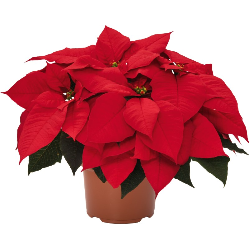 Пуансетія Premium Red