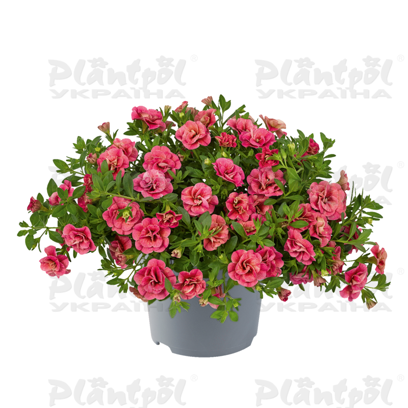 Калібрахоа Cabaret Double Apricote