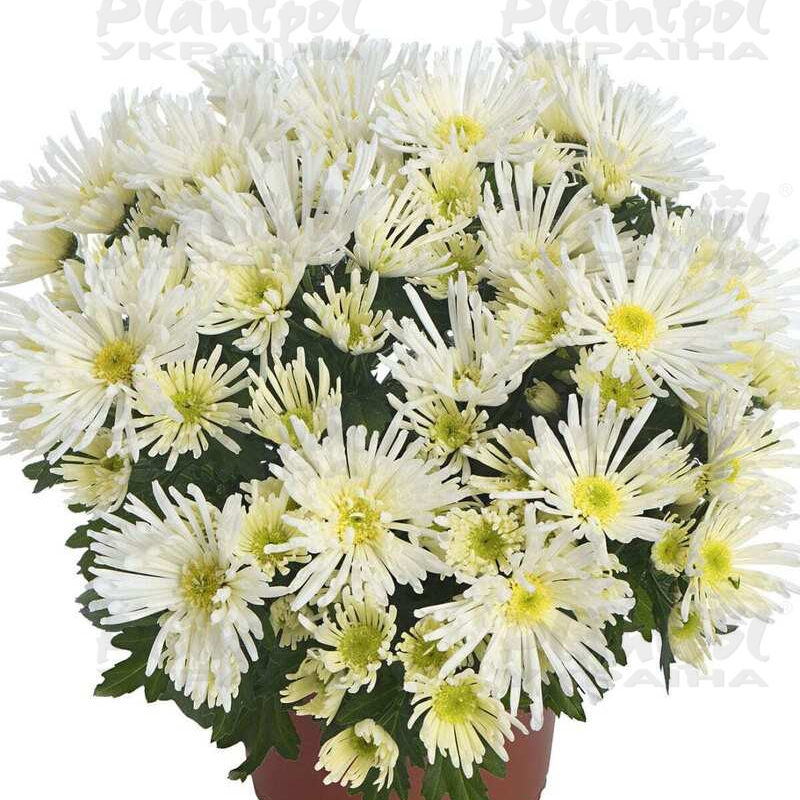 Хризантема середньоквіткова горшкова Hermosa White