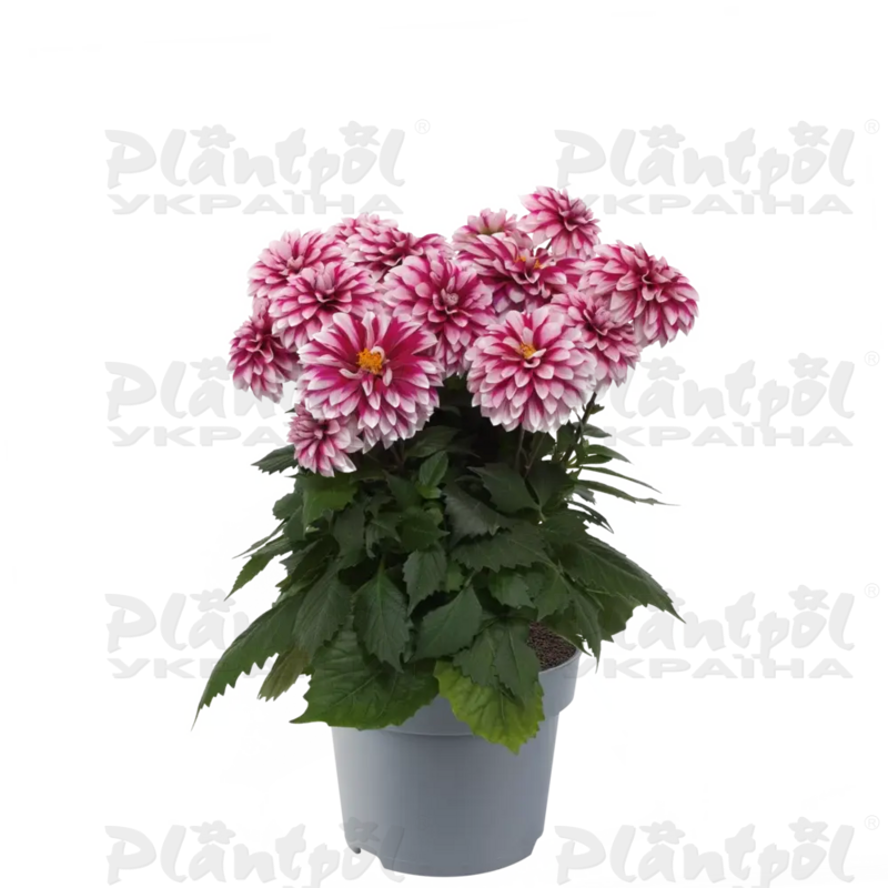 Жоржина Dalina Maxi Cherry Glow