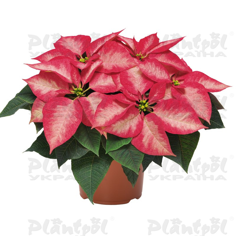 Пуансетія Ice Crystal