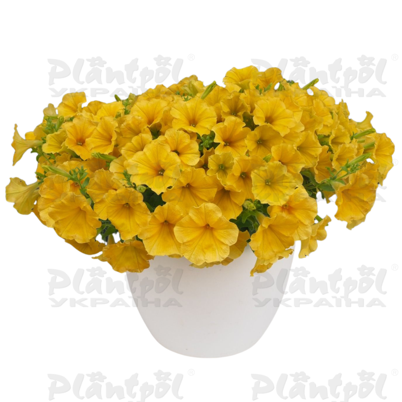 Петунія Surfinia Dark Yellow Morn