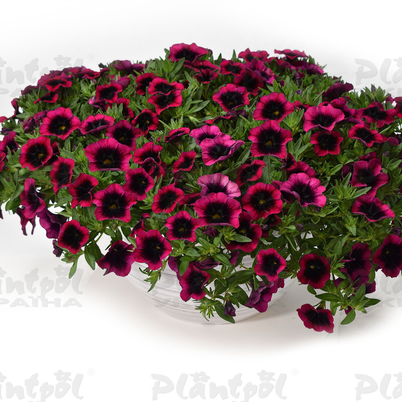 Калібрахоа Dracula