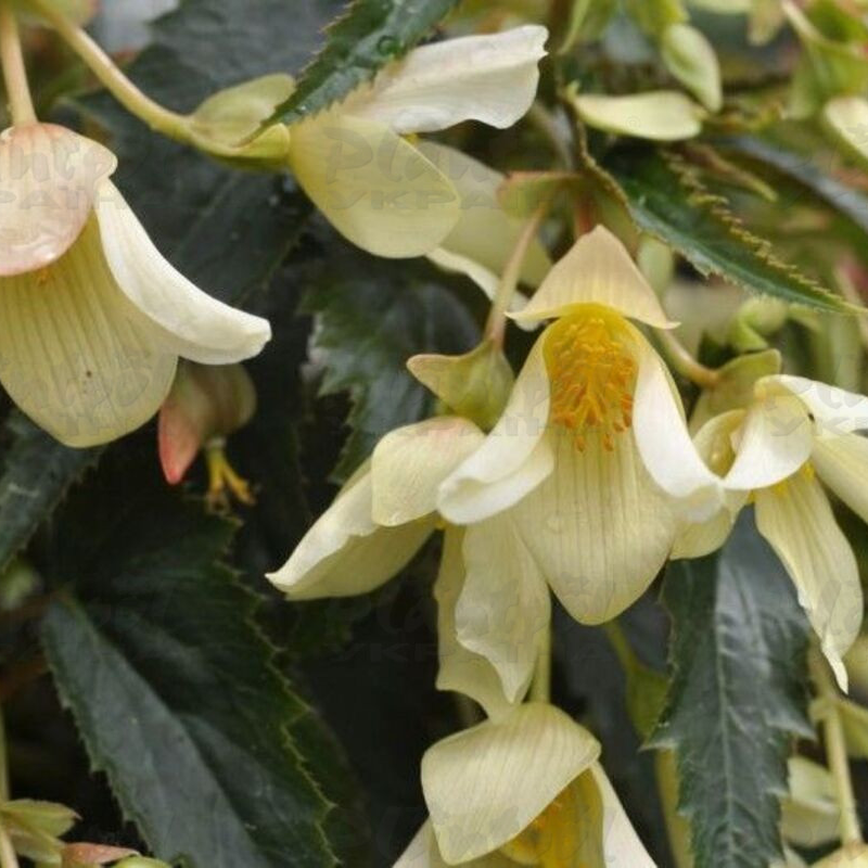 Бегонія Summerwings Vanilla Elegance