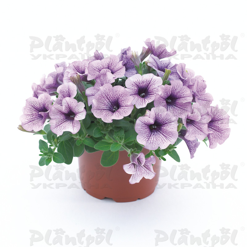 Петунія Surfinia Compact Purple Vein