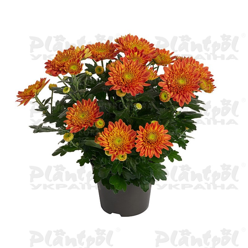 Хризантема середньоквіткова горшкова Artistic Pomona (Vitroflora)