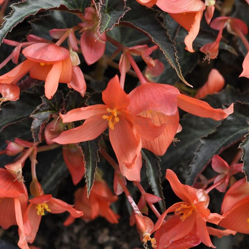 Бегонія Summerwings Orange Elegance