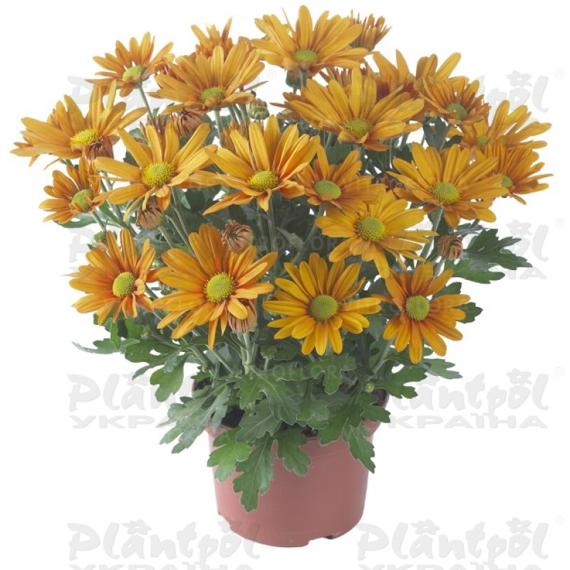 Хризантема середньоквіткова горшкова Breeze Orange (Vitroflora)
