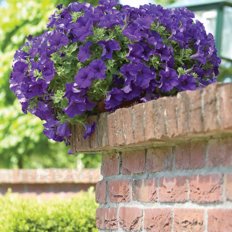 Петунія Surfinia Giant Blue