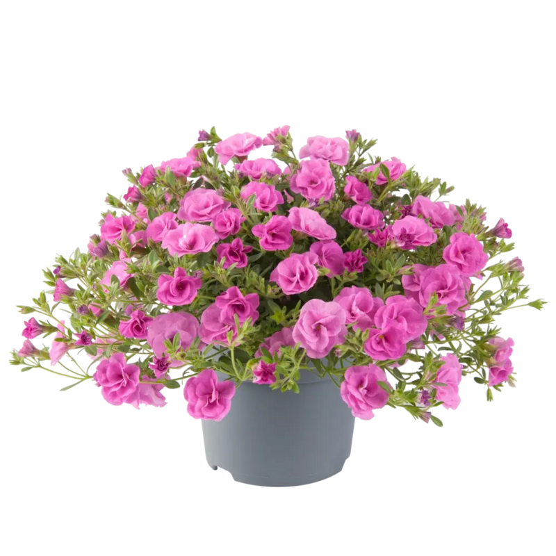 Калібрахоа Cabaret Double Pink